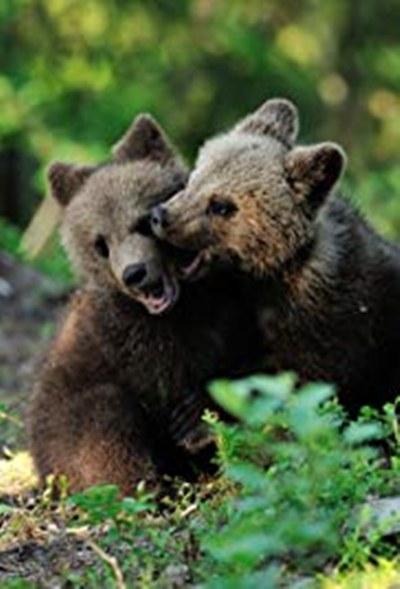 动物宝贝世界封面图