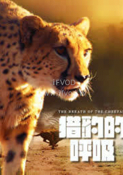 猎豹的呼吸封面图