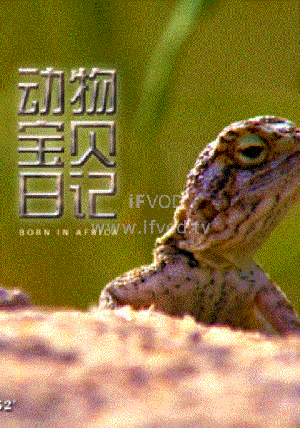 动物宝贝日记封面图